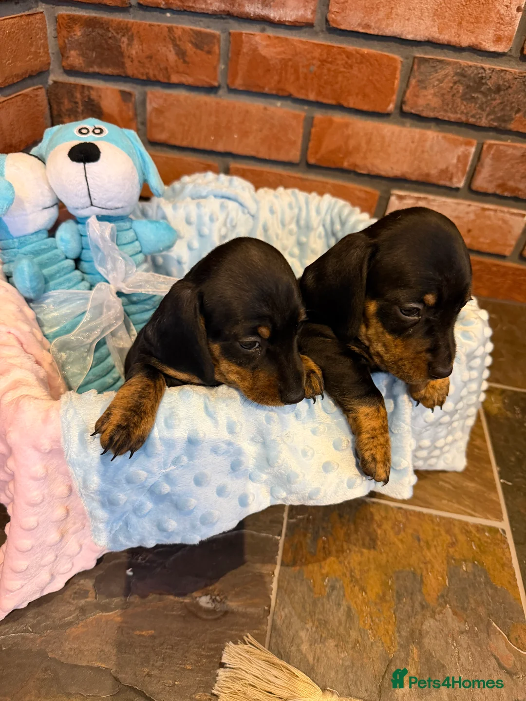Dachshund dogs for sale: Miniature dachshunds  - Advert 22