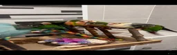 Conures birds for sale: Ready Now: Hand-Reared Baby Conures - Advert 4
