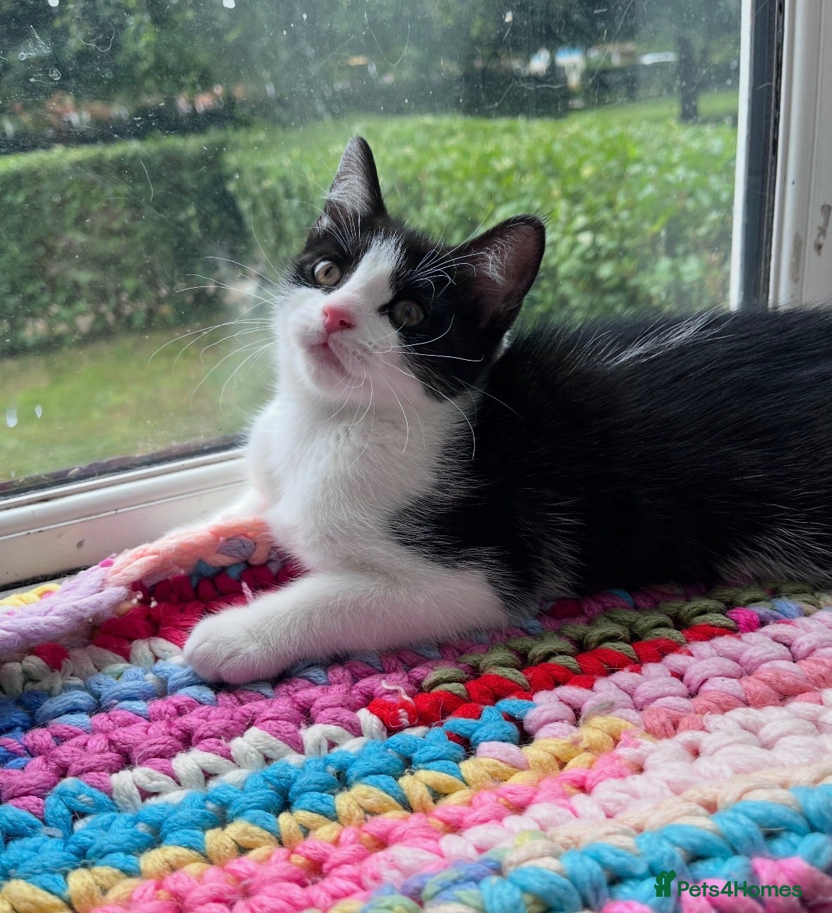 Mixed Breed cats Beautiful kittens  - Advert 2