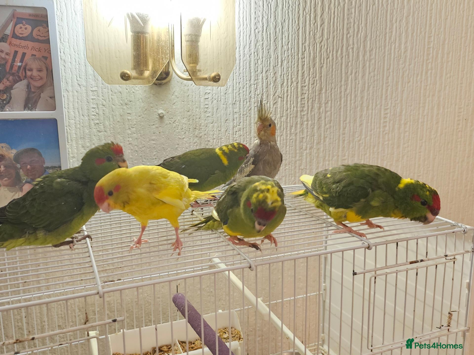 Mixed Breed birds Tame Kakariki and cockatiel chicks  - Advert 5