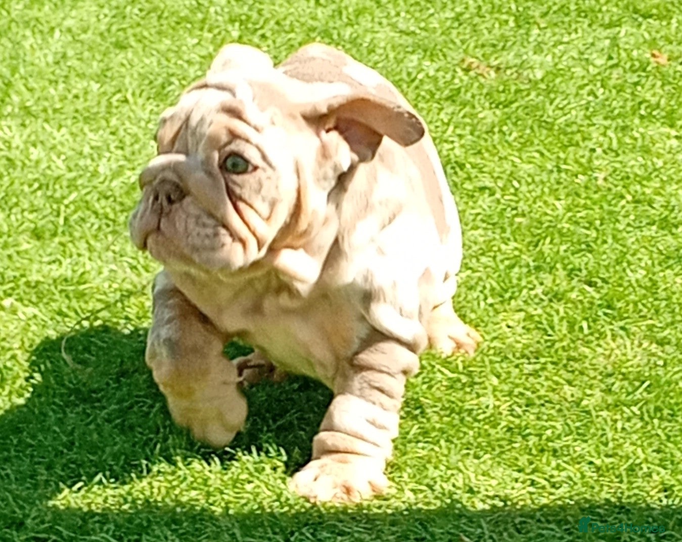 English Bulldog dogs for sale: 8 Stunning bulldog puppies, 4 males,4 females - Advert 1