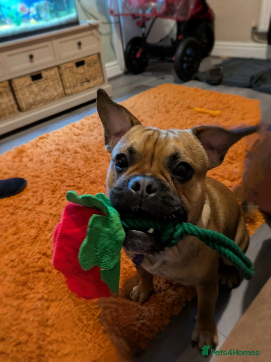 Mixed Breed dogs for sale: Rufus Urgent Foster or Adoption (Free) - Advert 2