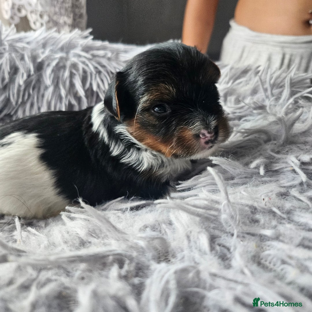Yorkshire Terrier dogs for sale: 5 szczeniąt York terrier (Biewer) - Image 17