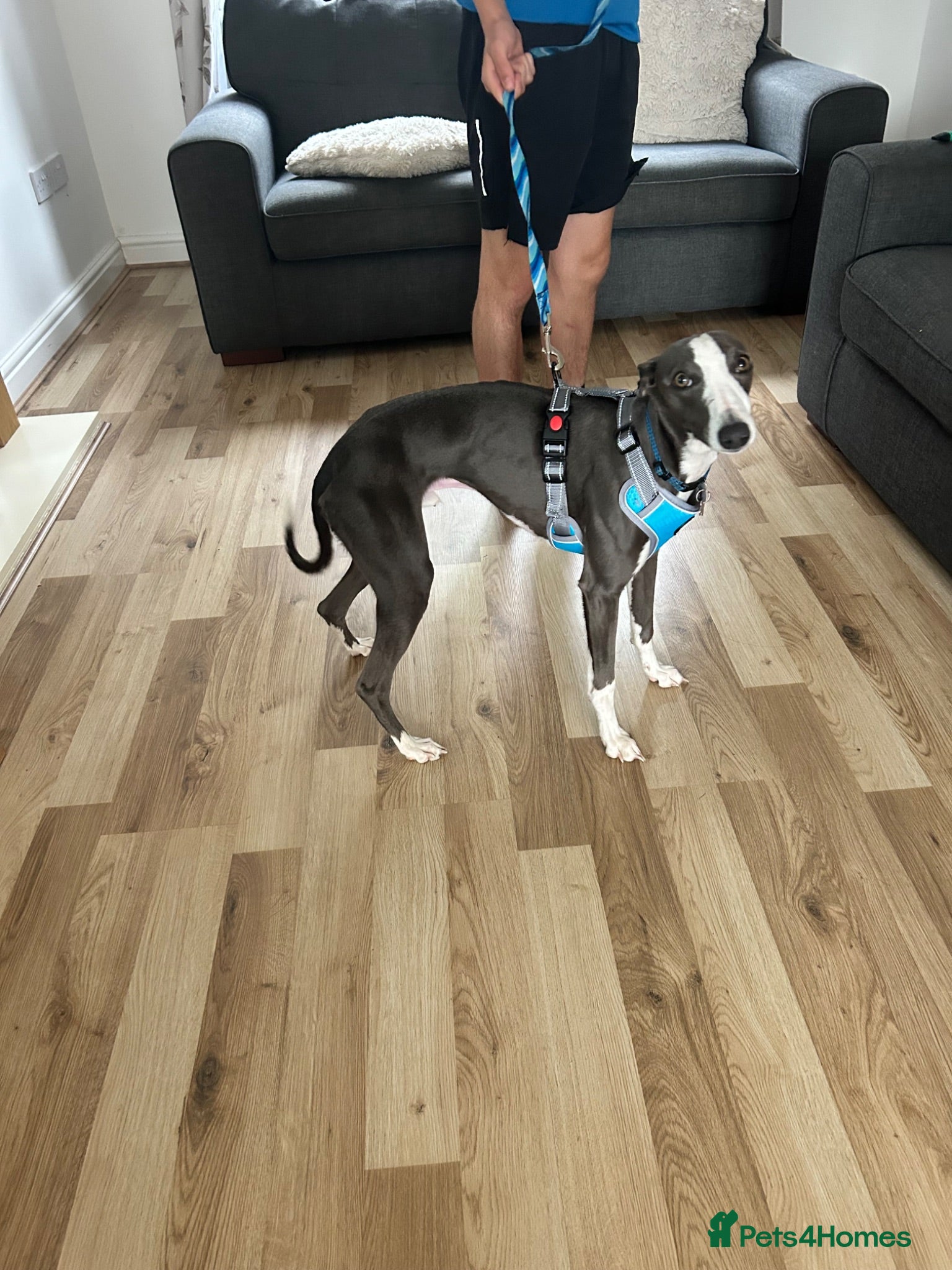 Whippet dogs 10 month old whippet - Advert 1