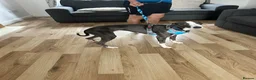 Whippet dogs for sale: 10 month old whippet - Advert 1