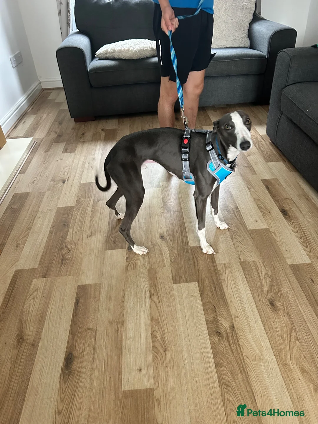 Whippet dogs for sale: 10 month old whippet - Advert 1