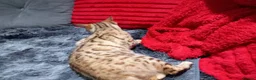 Bengal cats for sale: Bengal snow boy - Advert 7