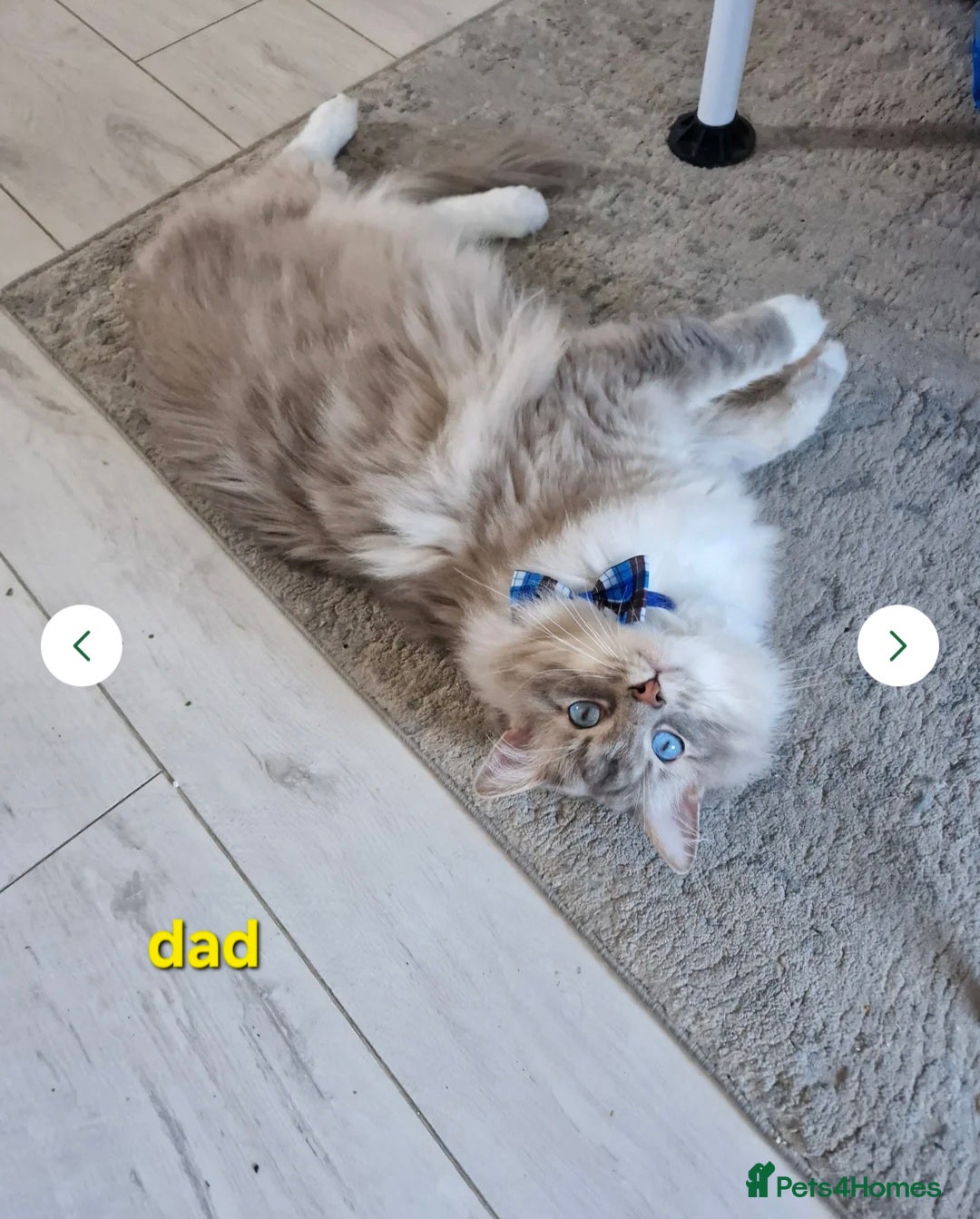 Ragdoll cats for sale:  🐾✨ Ragdoll Kittens! ✨🐾  - Image 9