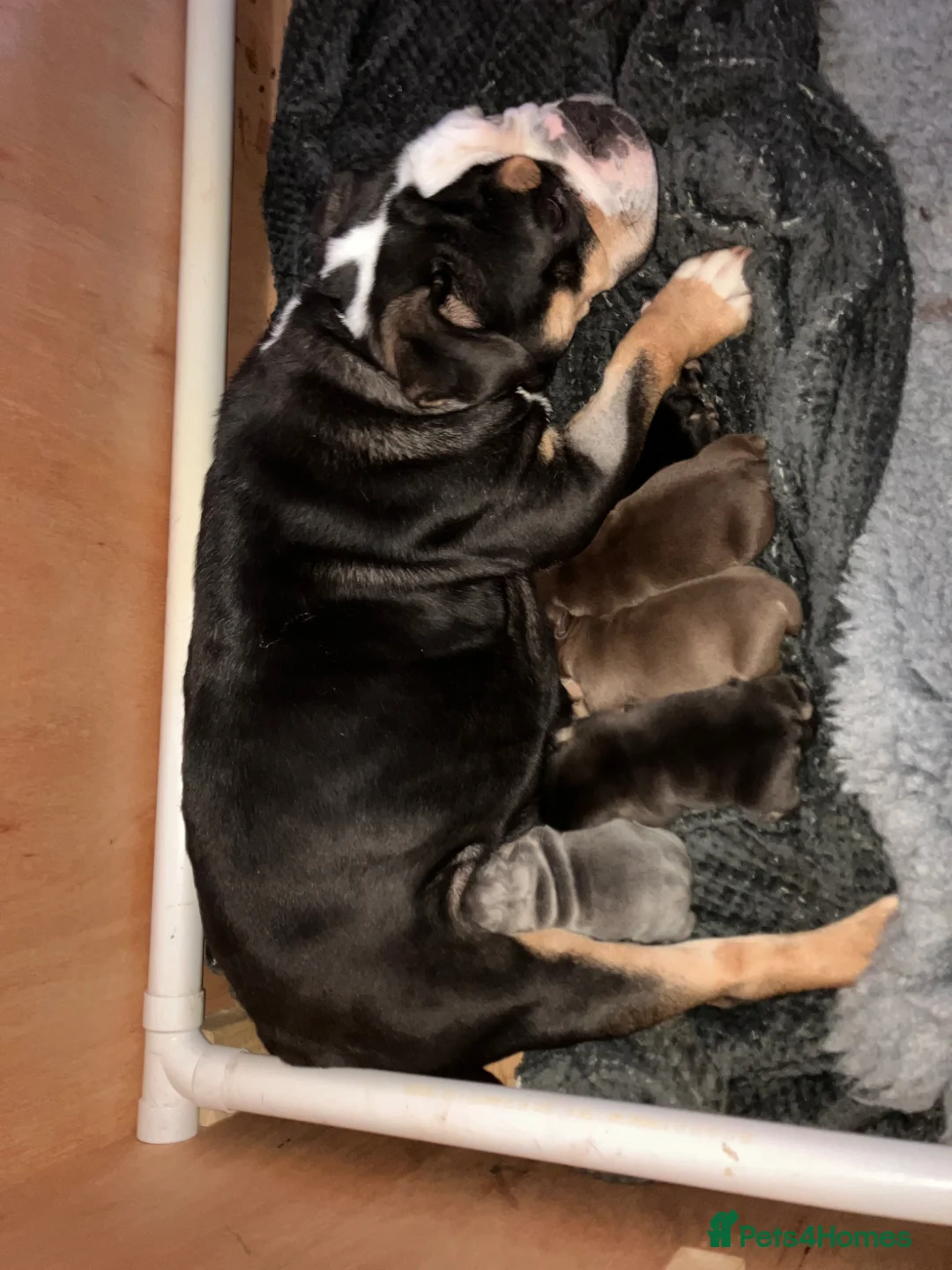 Olde English Bulldogge dogs for sale: Bulldog puppies in Wellingborough - Advert 2