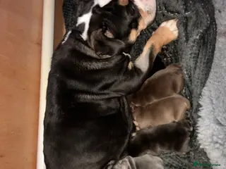 Olde English Bulldogge dogs Bulldog puppies - Advert 5