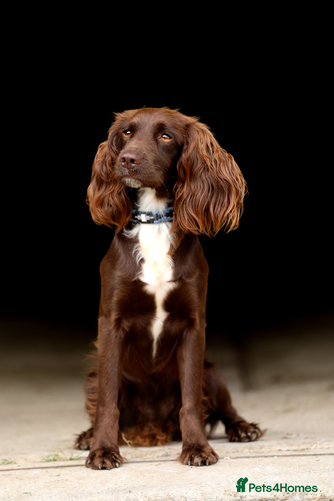 Sprocker dogs for sale: 4 Beautiful Boy Spaniels Left! - Advert 7