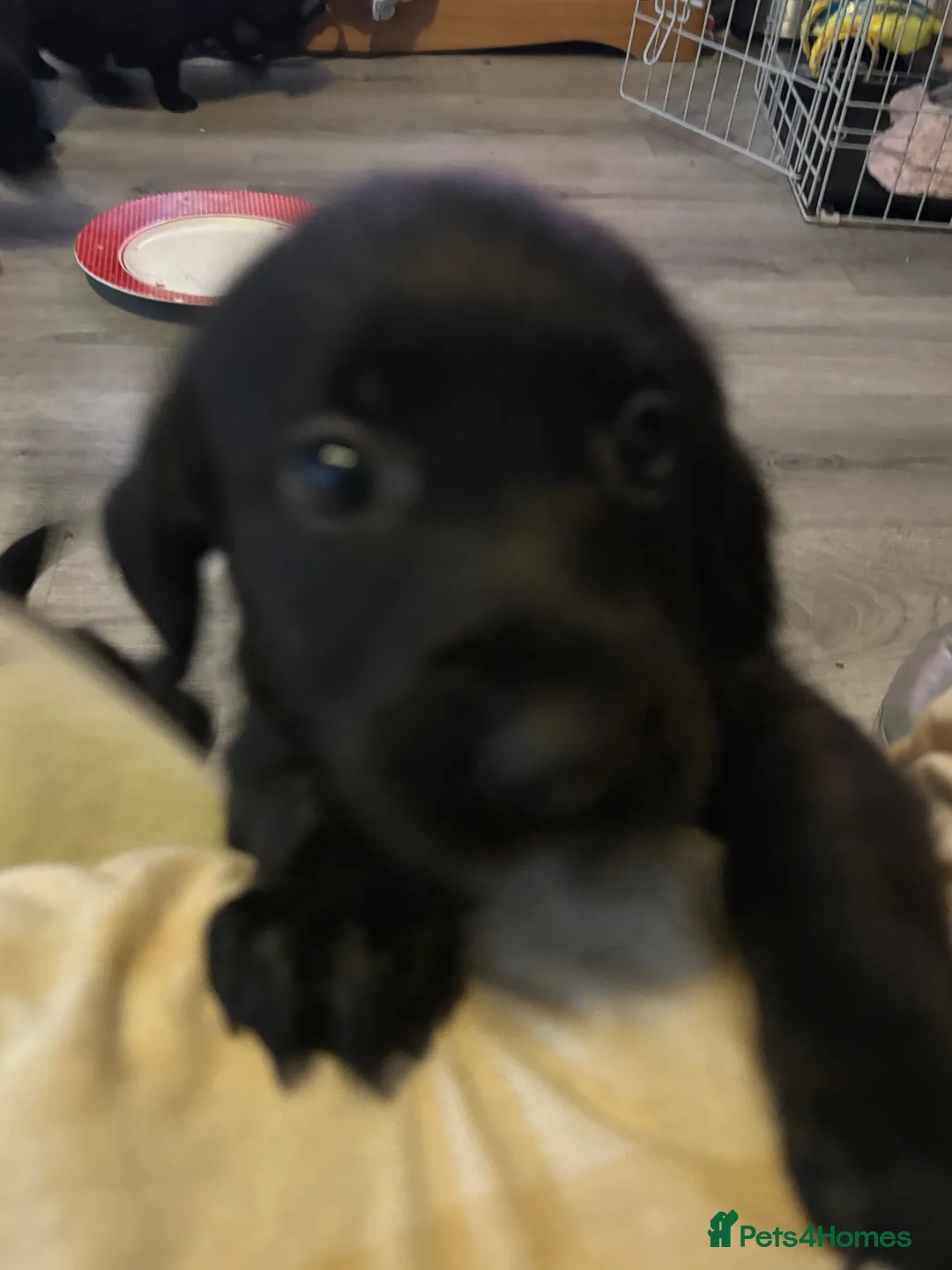 Mixed Breed dogs for sale: Labrador cross cockapoo - Advert 1