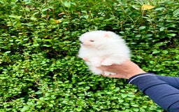 Pomeranian dogs for sale: Teddy face🐼Top quality🏆Very Tiny  - Image 11