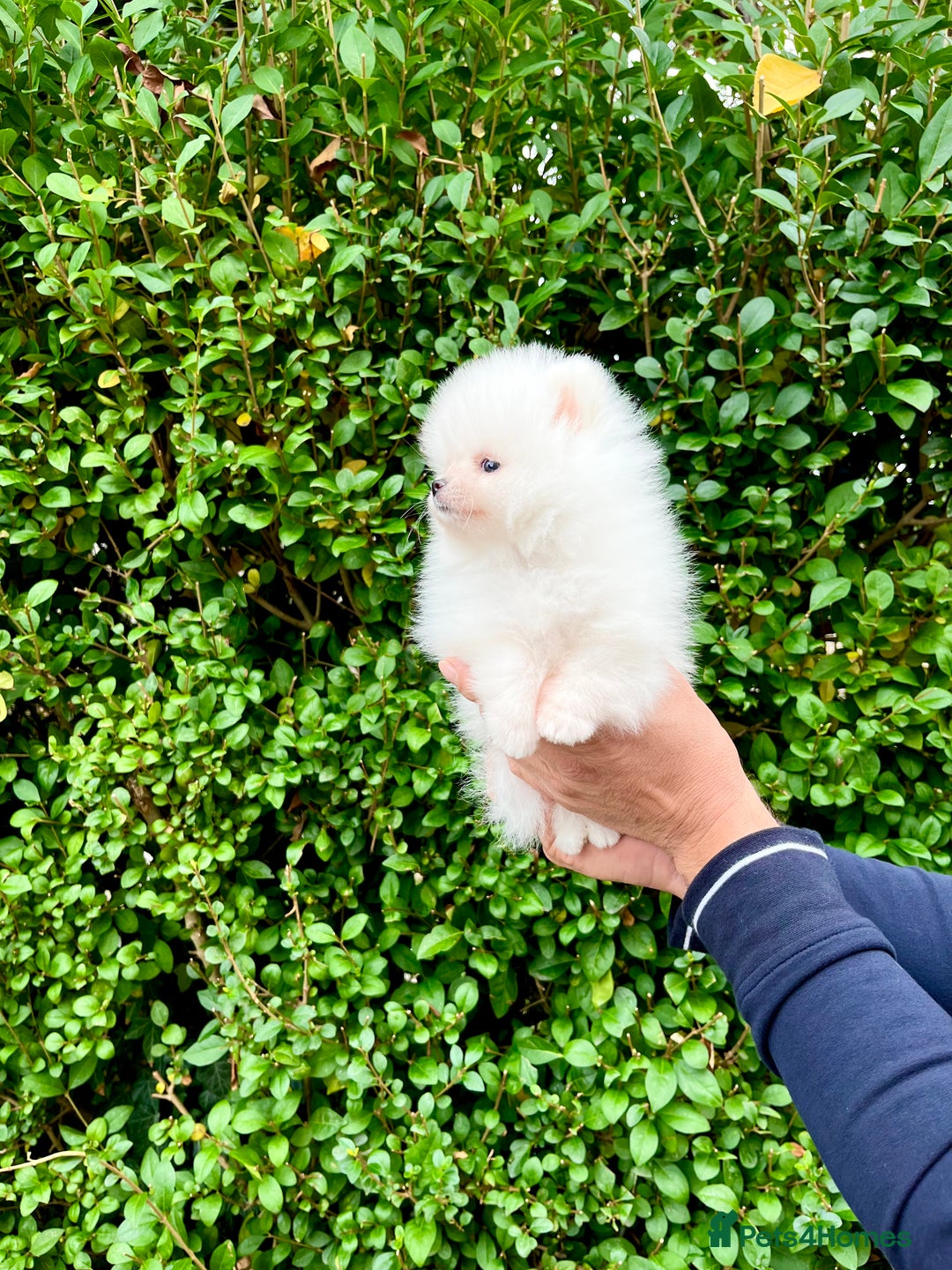 Pomeranian dogs for sale: Teddy face🐼Top quality🏆Very Tiny  - Image 11