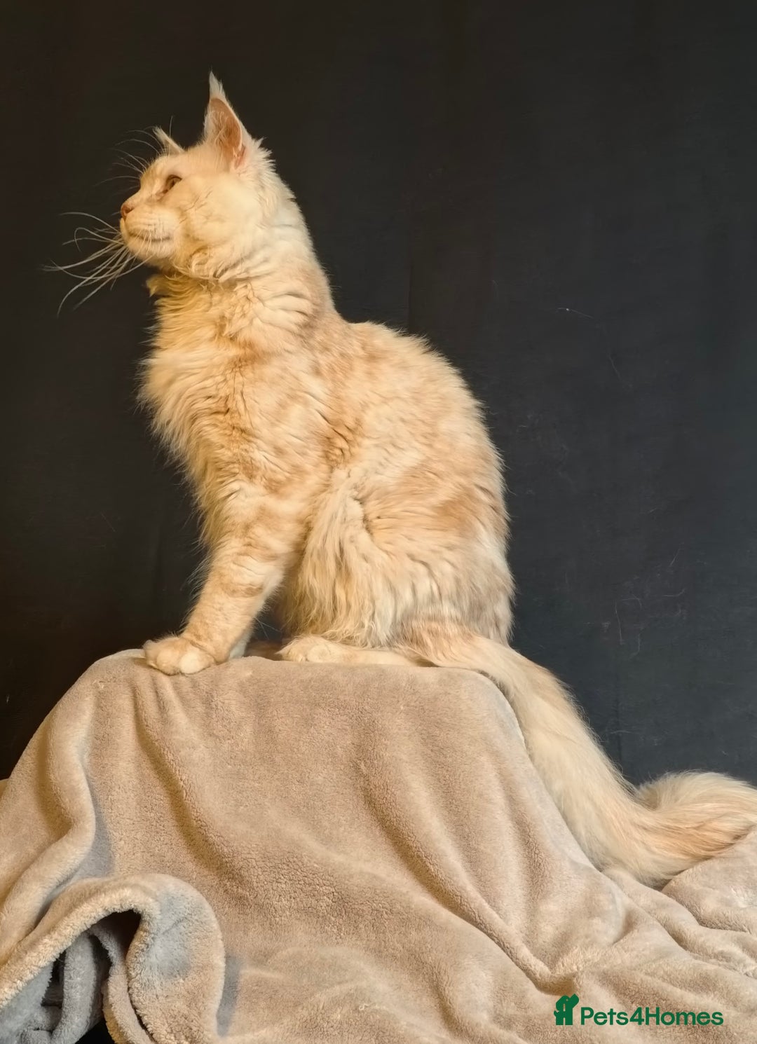 Maine Coon cats for sale: OUTSTANDING-HUGE-Red/Silver imported ACTIVE stud  - Image 4