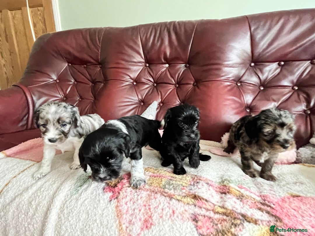 Mixed Breed dogs for sale: Beautiful Cavapoo Puppies  - Image 6