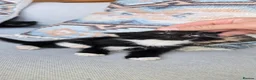 Mixed Breed cats for sale: 🐱 Beautiful Kittens for Sale – 3 Boys and 1 Girl! - Advert 1
