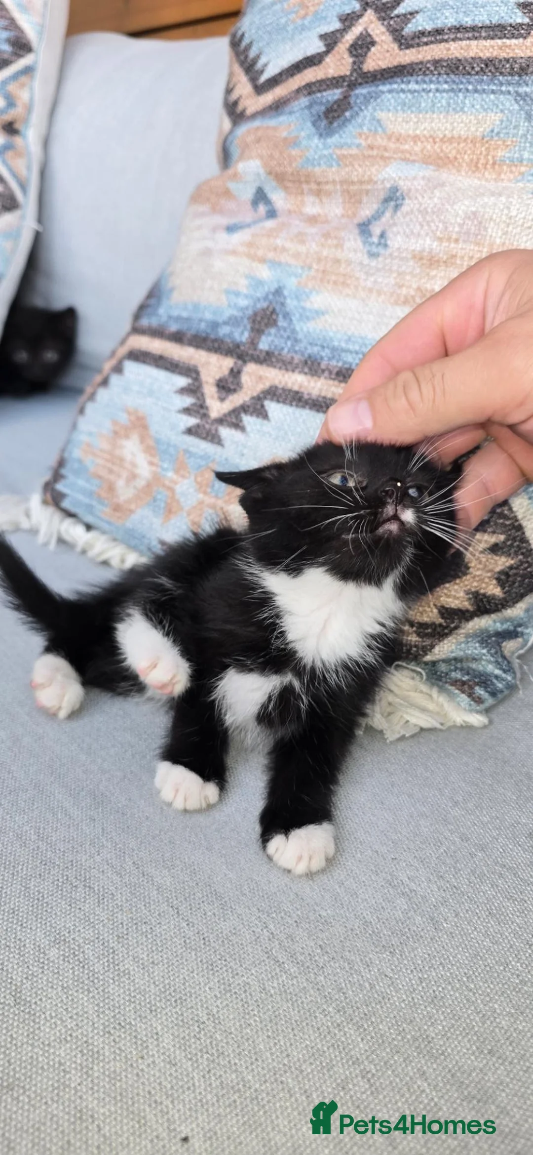 Mixed Breed cats for sale: 🐱 Beautiful Kittens for Sale – 3 Boys and 1 Girl! - Advert 1