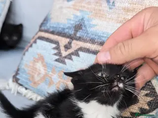 Mixed Breed cats 🐱 Beautiful Kittens for Sale – 3 Boys - Advert 3