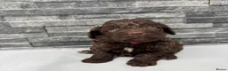 Cockapoo dogs for sale: 🐶 Stunning F1 Chocolate Cockapoo Puppies - Advert 3