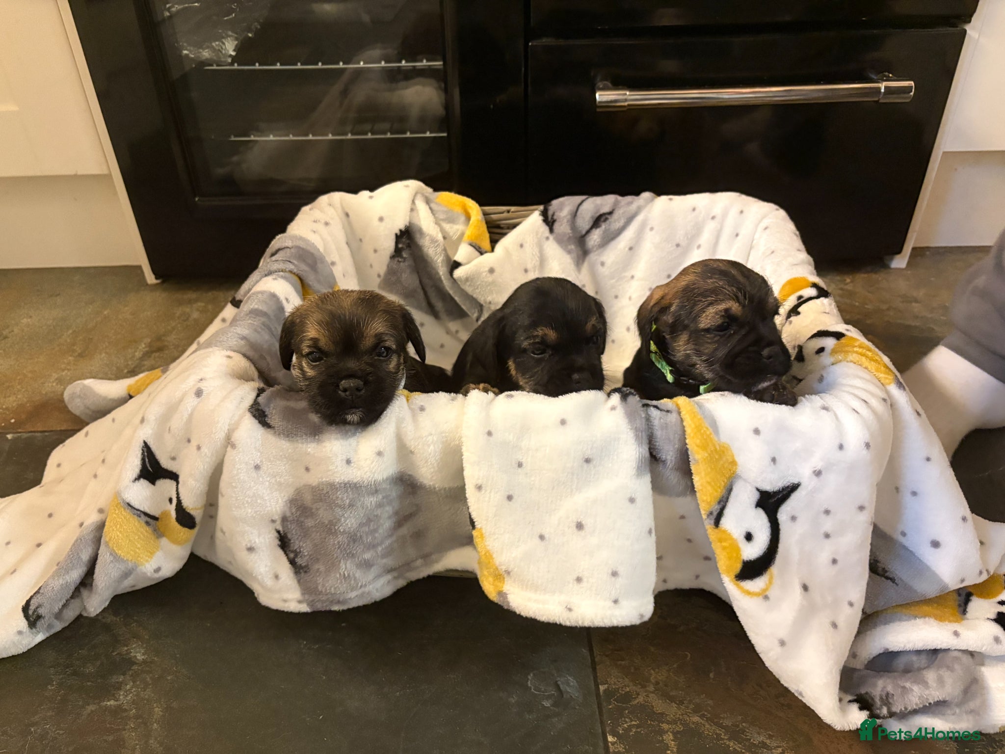 Border Terrier dogs BORDER TERRIER PUPPIES FOR SALE - Advert 1