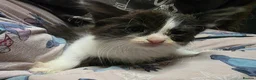 Mixed Breed cats for sale: Mixed kittens  - Advert 11