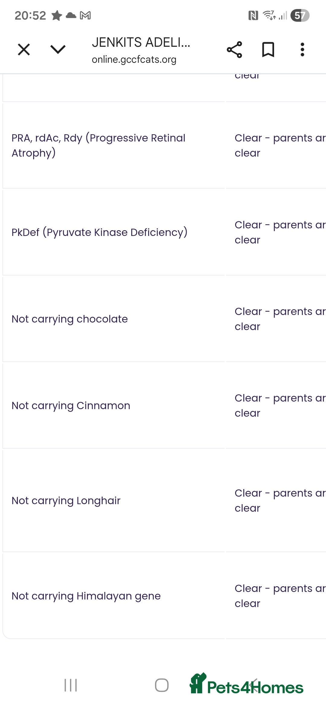 Russian Blue cats for sale: GCCF ACTIVE RUSSIAN QUEEN - Advert 7