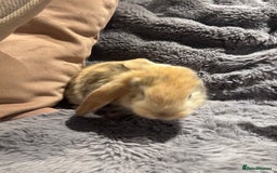 French Lop rabbits for sale: Pure bred French lop bunnies - Image 13