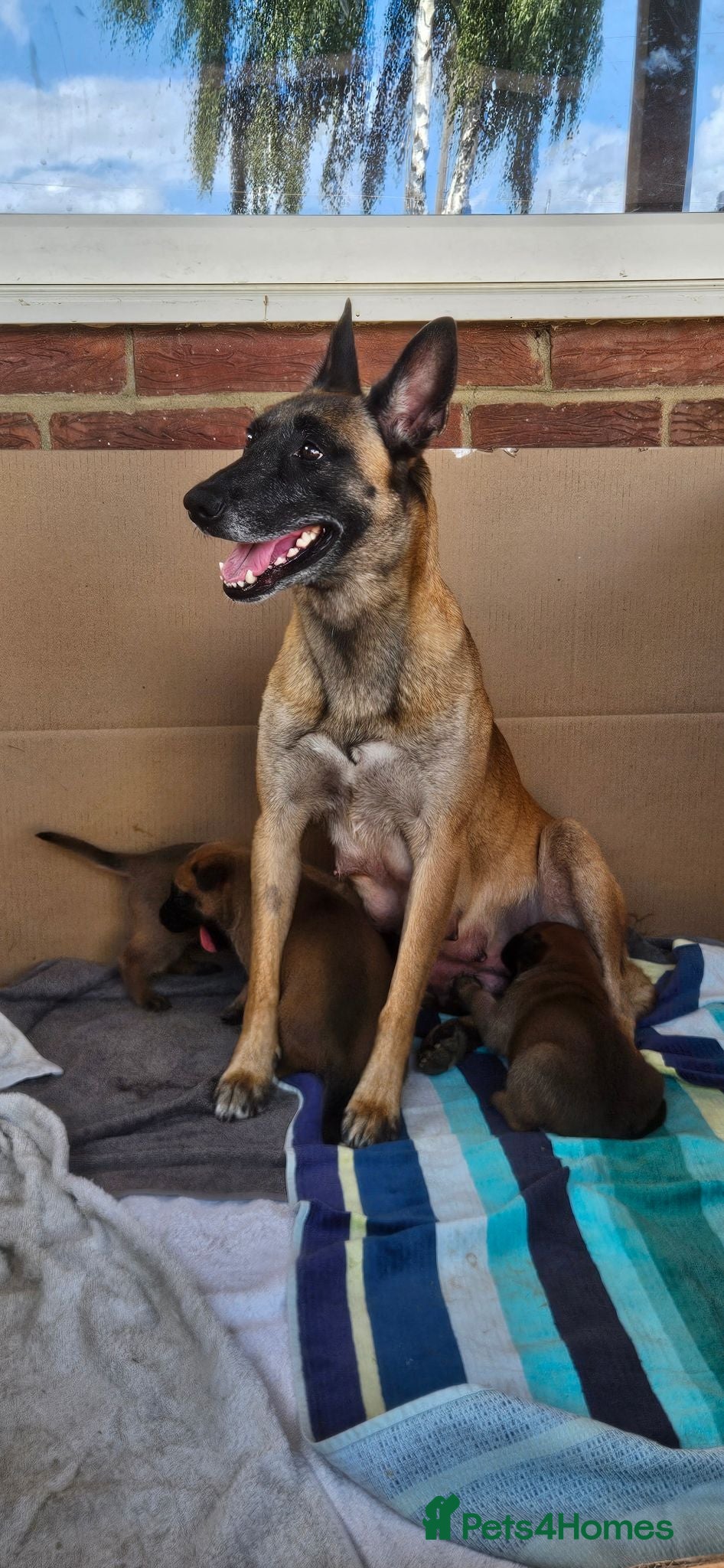 Belgian Shepherd Dog dogs Big chunky Belgian mallanois pups for sale - Advert 2