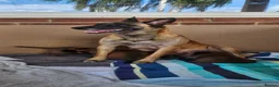Belgian Shepherd Dog dogs for sale: Big chunky Belgian mallanois pups for sale - Advert 1