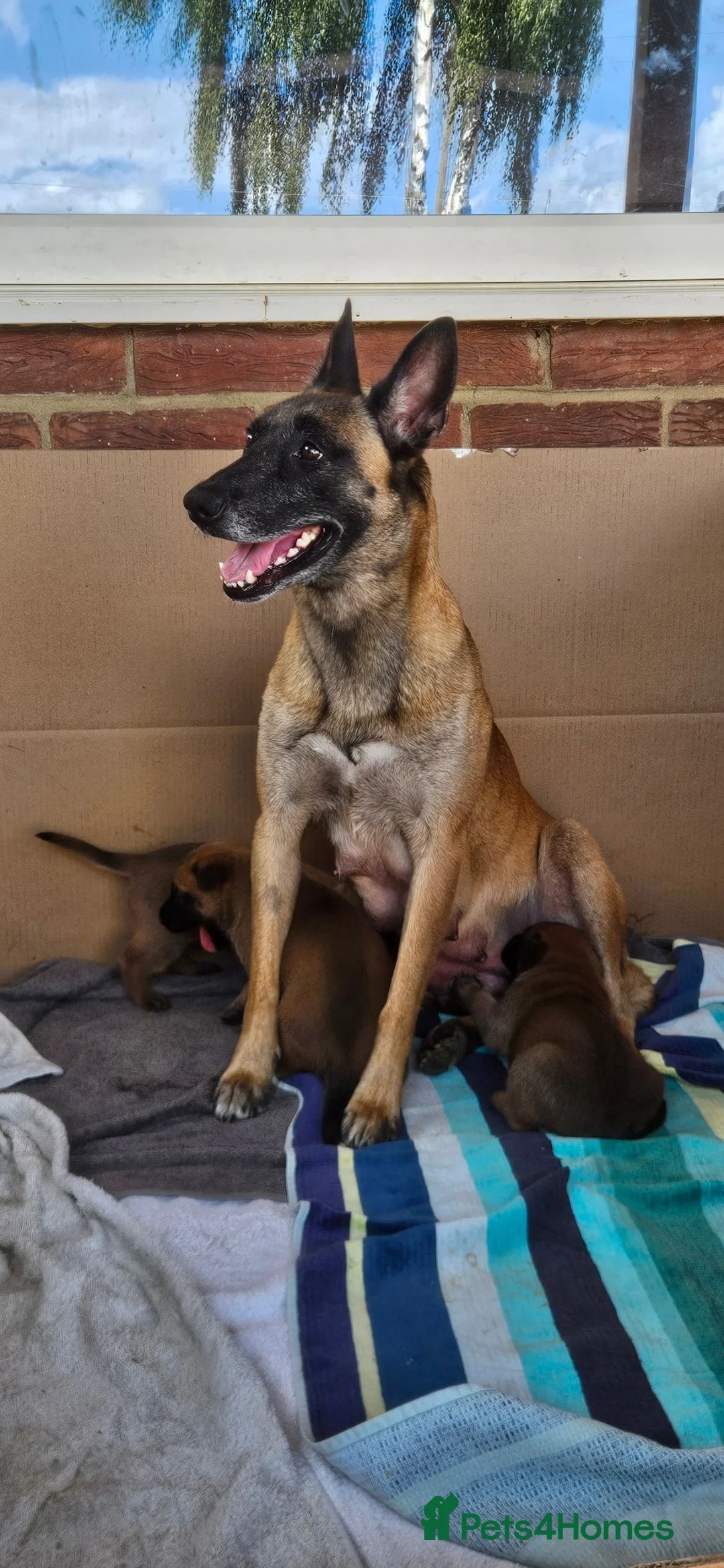 Belgian Shepherd Dog dogs for sale: Big chunky Belgian mallanois pups for sale - Advert 1