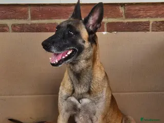 Belgian Shepherd Dog dogs Big chunky Belgian malinois pups for sale - Advert 1