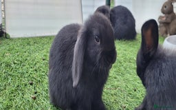 Mini Lop rabbits for sale: Beautiful Mini Lops - READY TO LEAVE  - Image 3