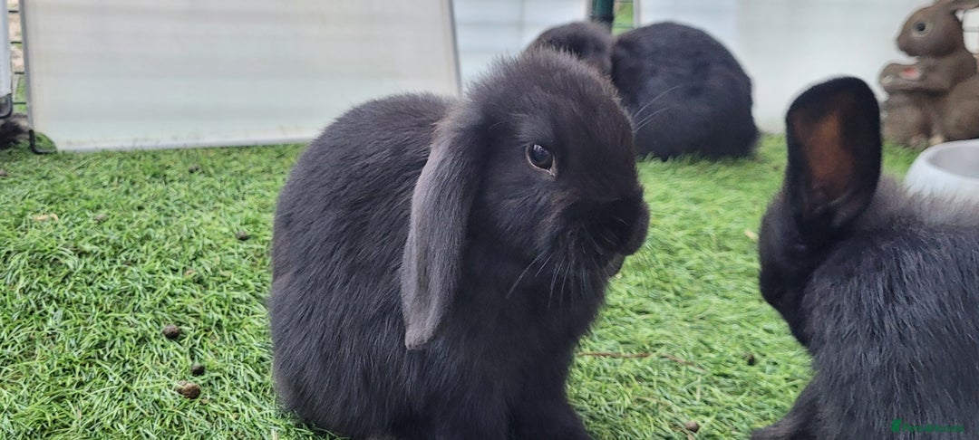 Mini Lop rabbits for sale: Beautiful Mini Lops - READY TO LEAVE  - Image 3