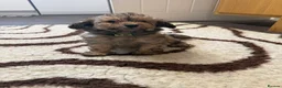 Chipoo dogs for sale: Rare Phantom Toy poodle in Farnborough - Advert 7