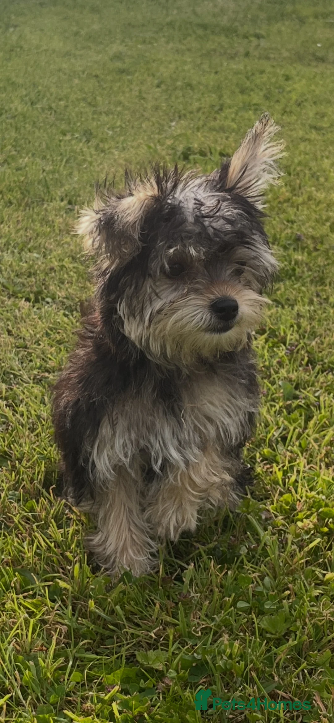 Mixed Breed dogs for sale: 🐾 Beautiful Yorkshire Terrier Puppies   🐾 - Advert 2