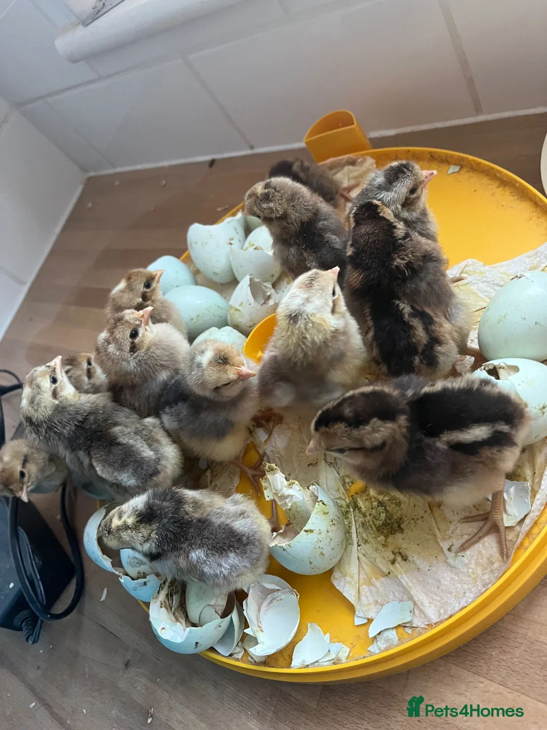 Chickens poultry for sale: Cream legbar, chicks, growers, pullers, hens  - Advert 11