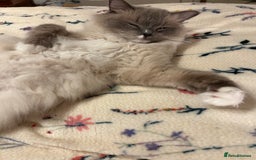 Ragdoll cats for sale: Cherubim Ragdoll Lilac Tabby male kitten - Image 13