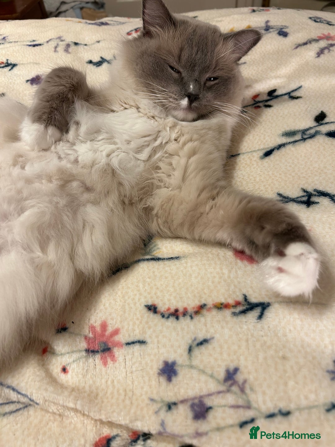 Ragdoll cats for sale: Cherubim Ragdoll Lilac Tabby male kitten - Image 13