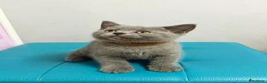 British Shorthair Brown collar