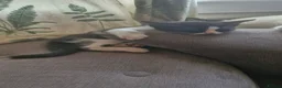 Mixed Breed cats for sale: 4 female kittens available  in Glasgow - Advert 5