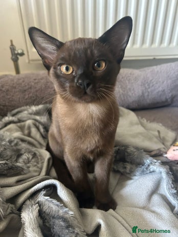 Burmese cats in Wolverhampton - Advert 6