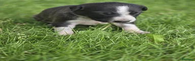 Mixed Breed Puppy 5