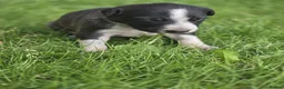 Mixed Breed dogs for sale: Lurcher puppies - Advert 18