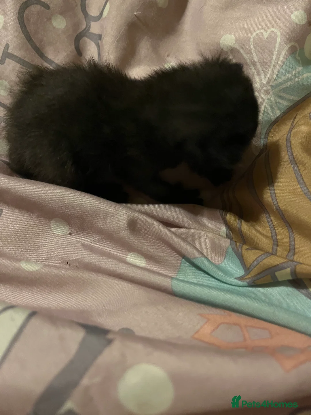 Mixed Breed cats for sale: Gorgeous bengal cross kittens  - Advert 3