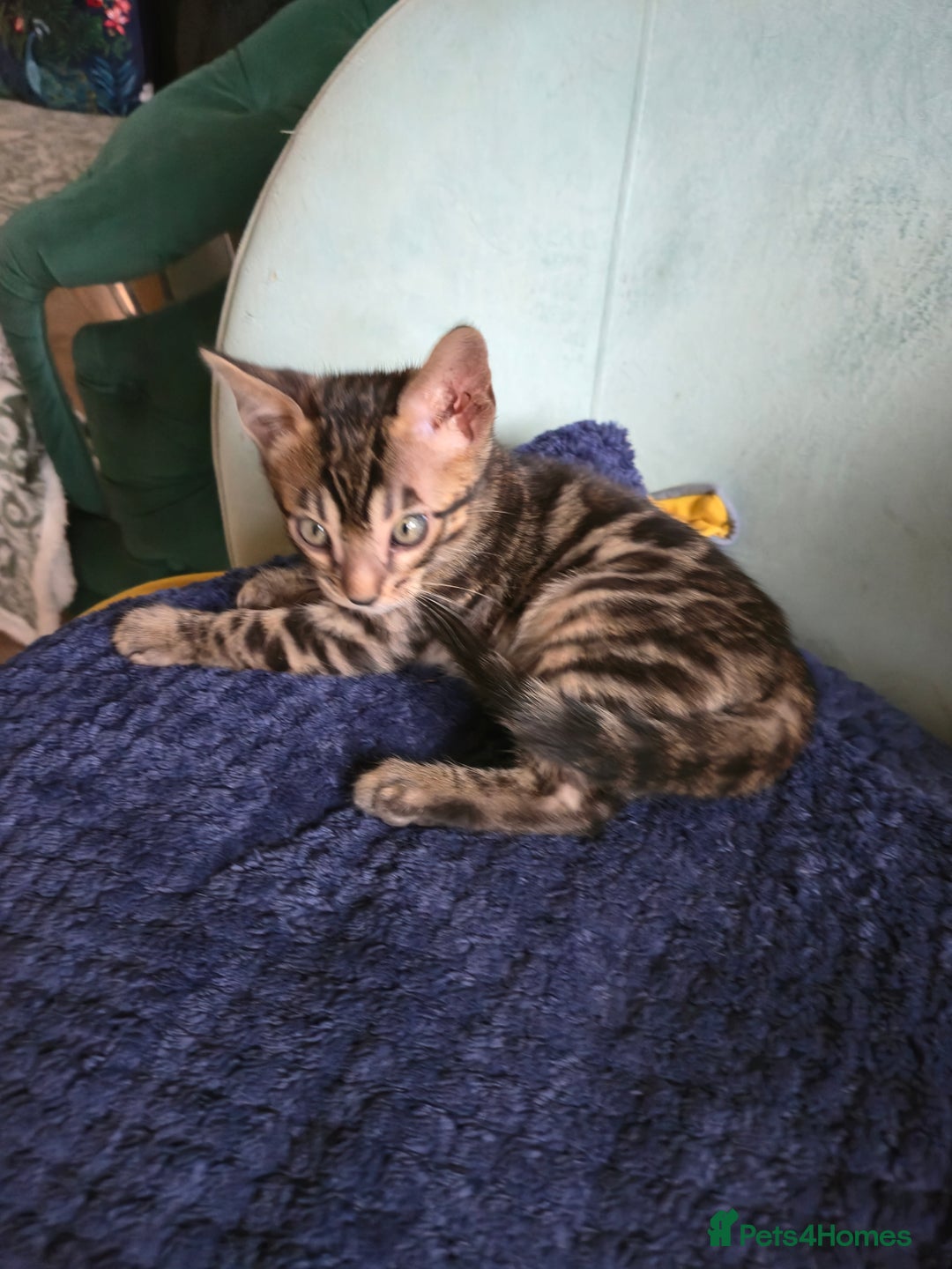Bengal cats for sale: Bengal kittens for sale £350 - Image 7