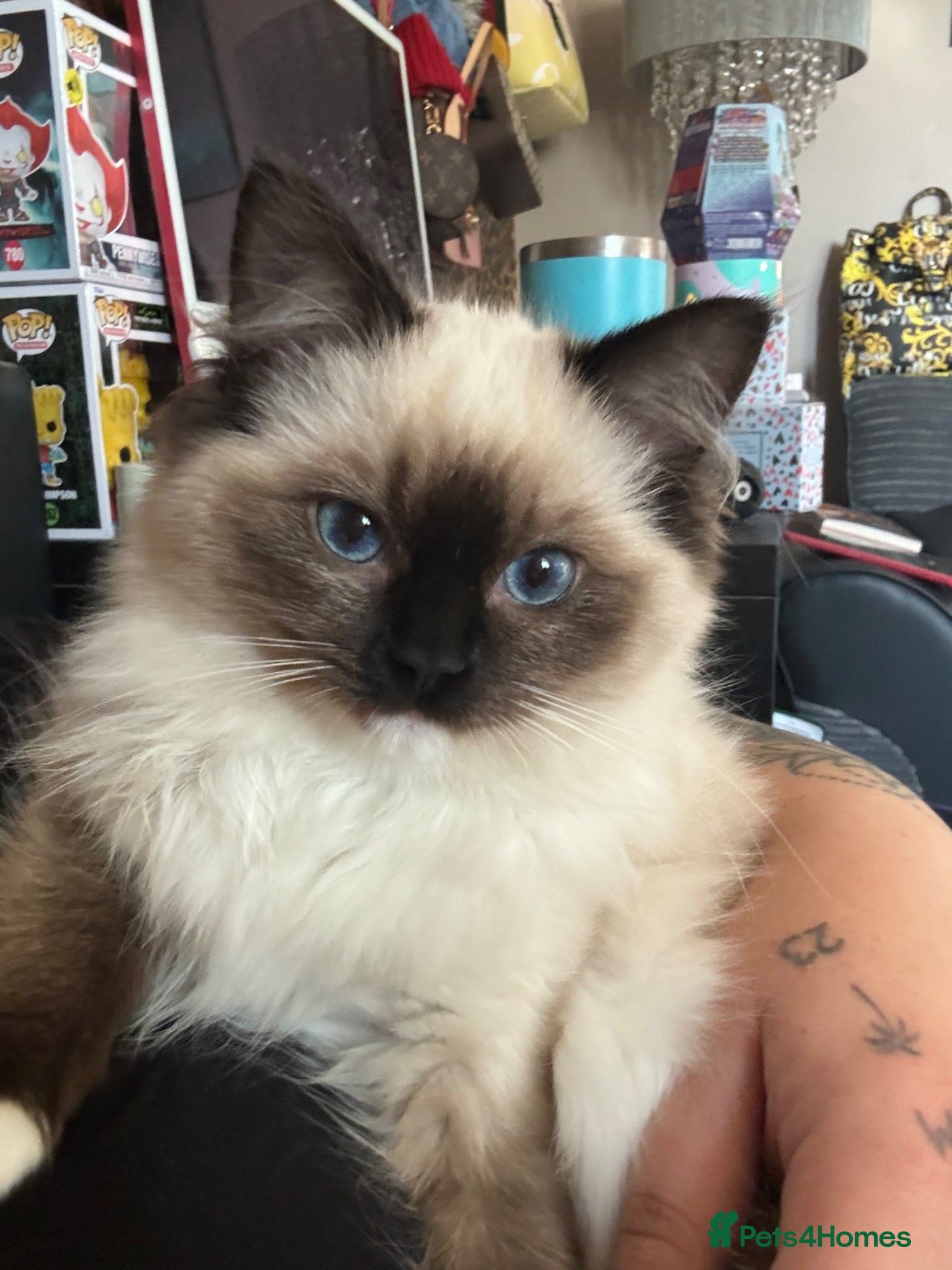 Ragdoll cats 2.5 year old ragdoll - Advert 4