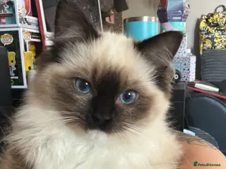 Ragdoll cats 2.5 year old ragdoll - Advert 4