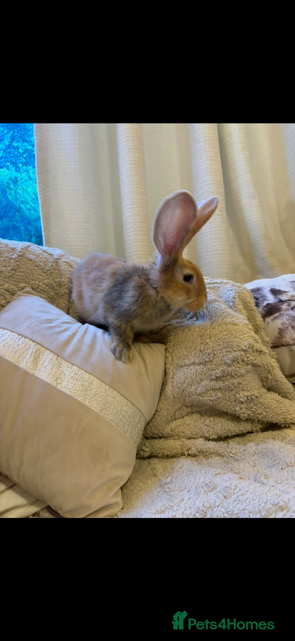 Continental Giant rabbits for sale: One left Lovely continental Giants baby rabbits  - Advert 15