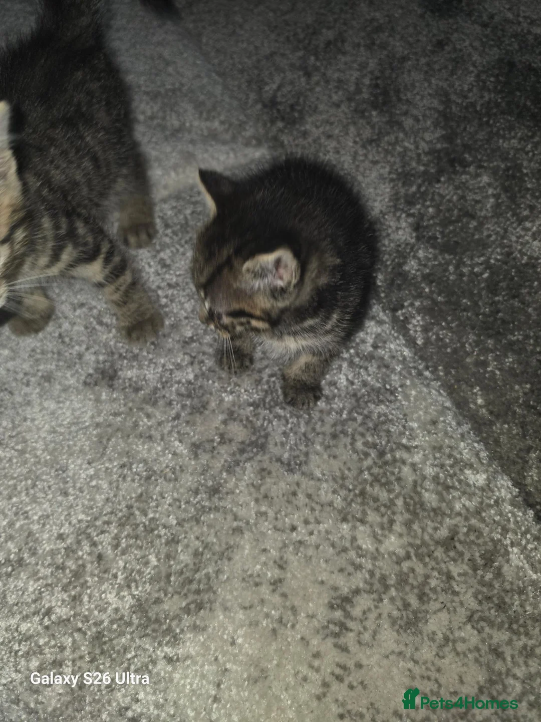 Mixed Breed cats for sale: 2 wee girls in Glasgow - Advert 11